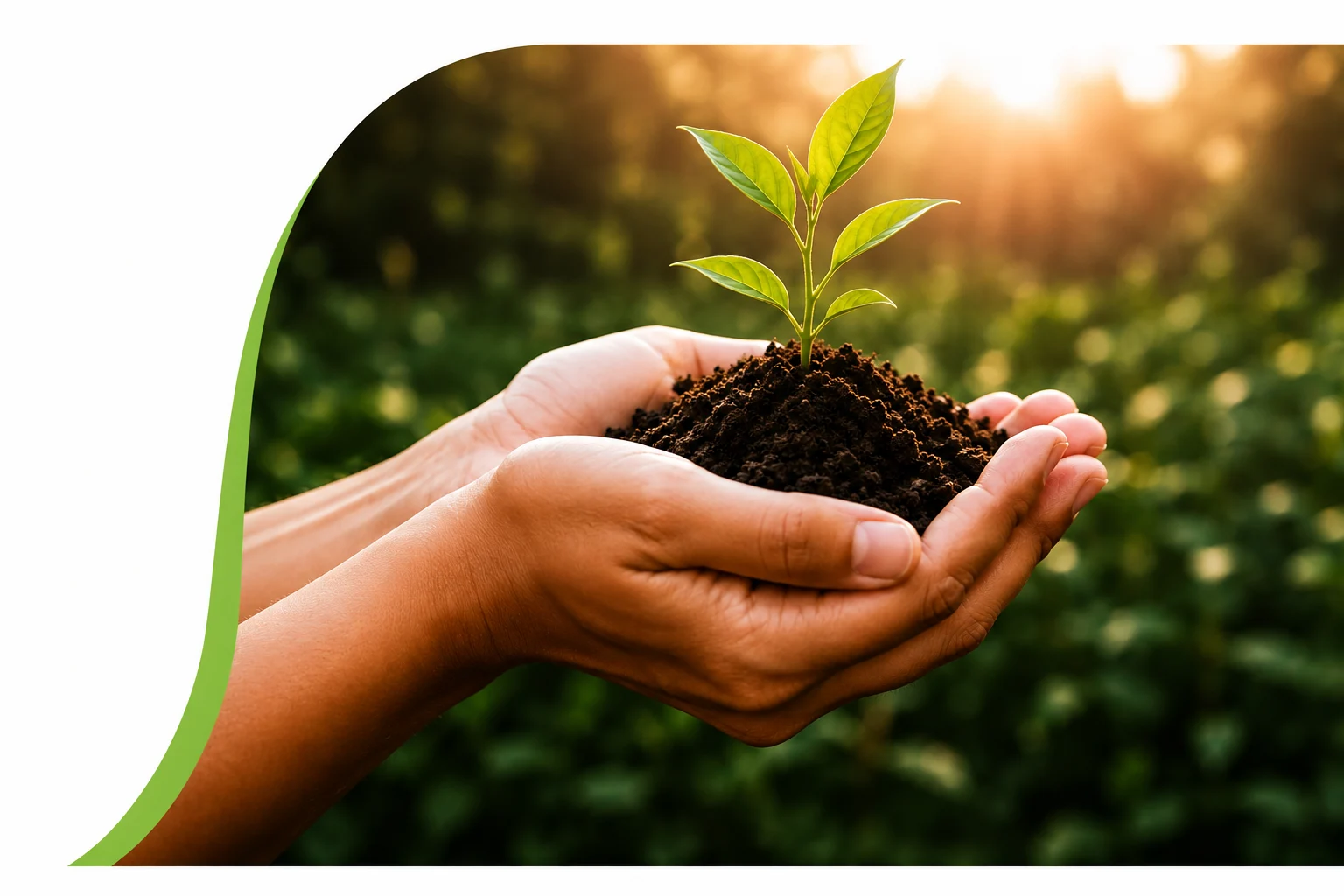 Hands holding a growing plant - SSLF About Us